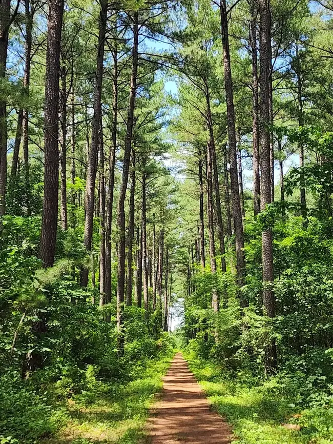 Conway Robinson Memorial State Forest